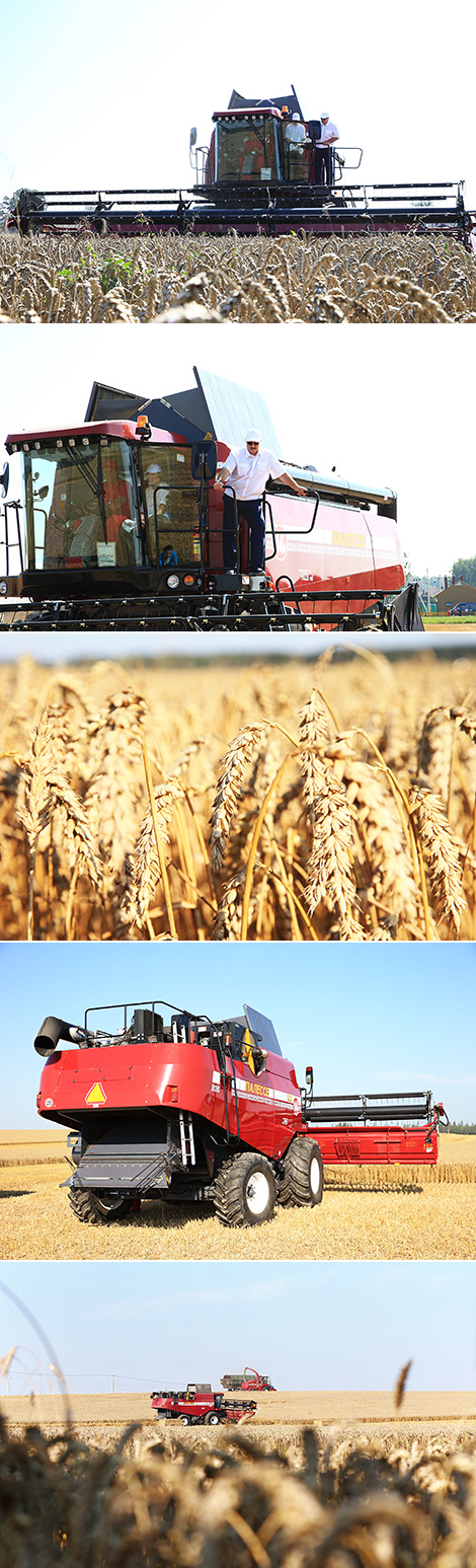 Lukashenko inspects progress in harvest campaign