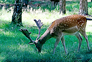 Belovezhskaya Pushcha