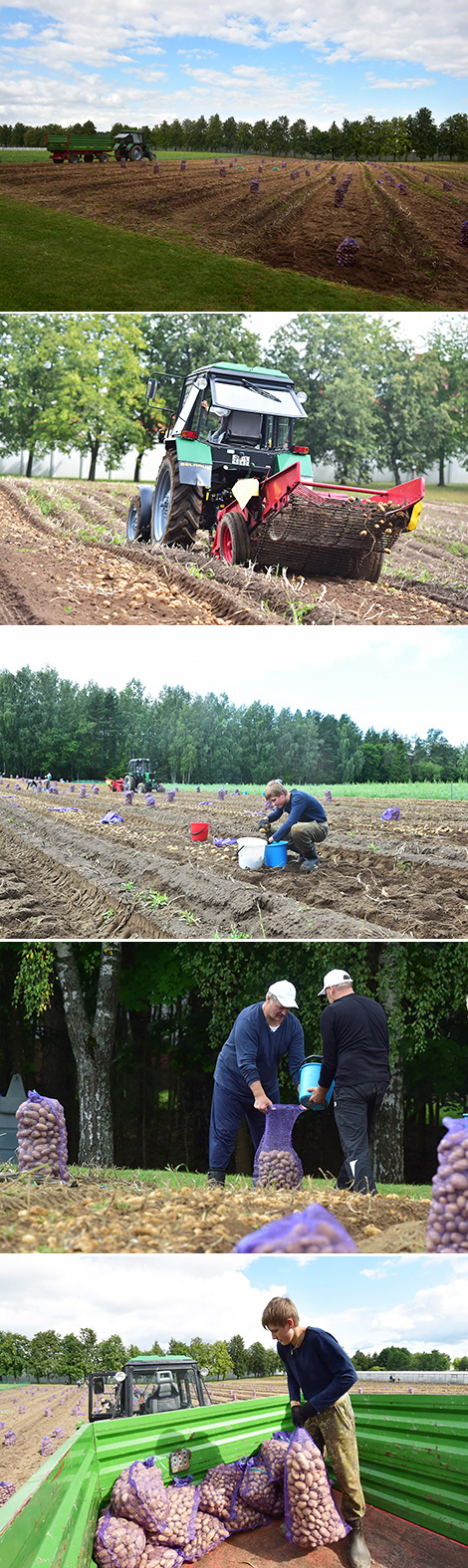 Lukashenko harvests potatoes in his garden on Saturday