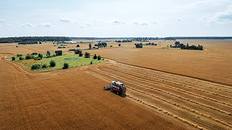 Harvesting campaign in Minsk Oblast