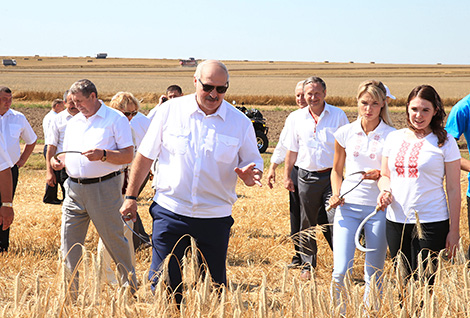 Belarus president teaches reporters how to harvest grain crops with sickles