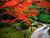 Ботанический сад приглашает окунуться в атмосферу японской осени