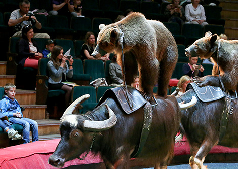 Белгосцирк 26 мая представит программу "Небывальщина" Белгосцирк 26 мая представит программу "Небывальщина"