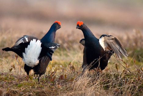 Березинский биосферный заповедник предлагает экстремальную экскурсию на тетеревиный ток Березинский биосферный заповедник предлагает экстремальную экскурсию на тетеревиный ток