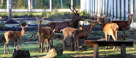 Беловежская пуща Беловежская пуща