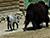 В Гродненском зоопарке пополнение в семействе яков