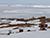 Белорусские полярники отправятся в 15-ю антарктическую экспедицию в конце октября