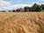 About 10m tonnes of grain expected to be harvested in Belarus in 2022