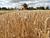 Belarus harvests over 5.5m tonnes of grain