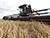 В Беларуси убрали почти 60% площадей зерновых и зернобобовых