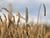 Белорусские аграрии намолотили 5 млн тонн зерна