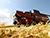 Более 1,8 млн тонн зерна с учетом рапса намолотили в Беларуси