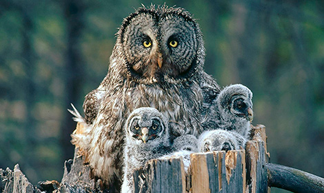 Даўгахвостая няясыць упершыню зарэгістравалі ў Мінску