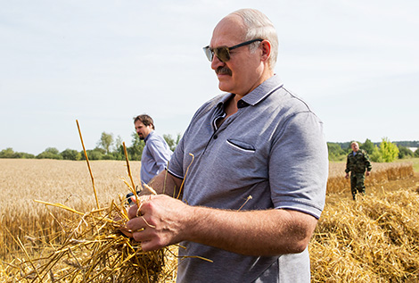 Лукашенко посетит хозяйства в Могилевской и Витебской областях, ознакомится с ходом уборочной