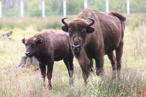 别洛韦日森林荣登东欧最佳旅游目的地25强榜单