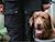 About 100 dogs to keep Minsk European Games safe