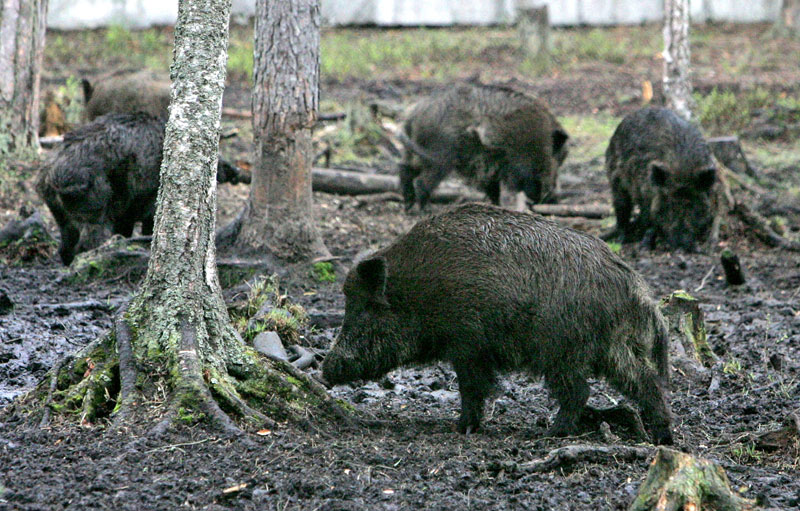 Wild boars in the Belovezhskaya Pushcha
