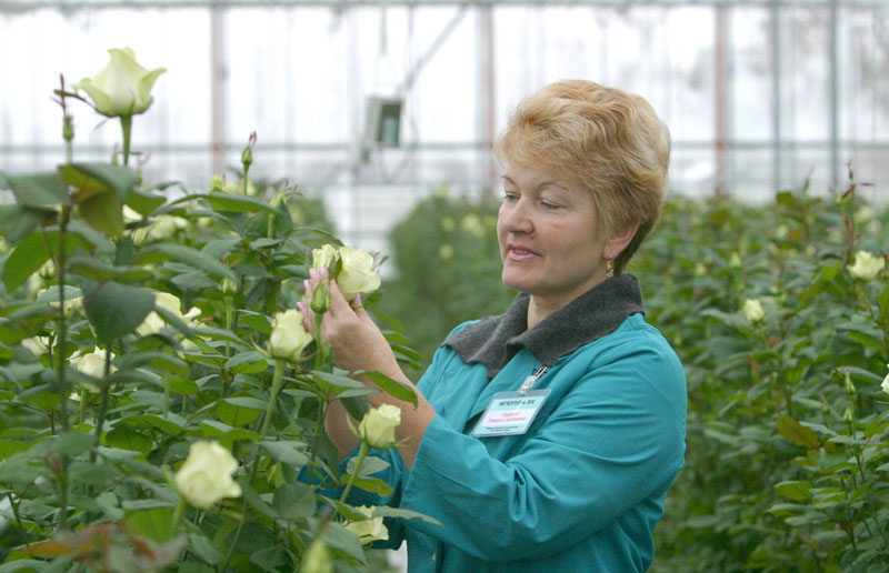 Roses in Belarusian greenhouses