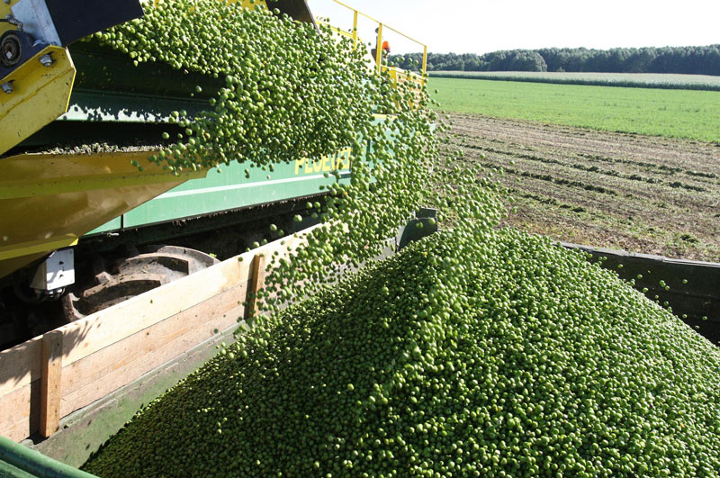 Green pea harvesting