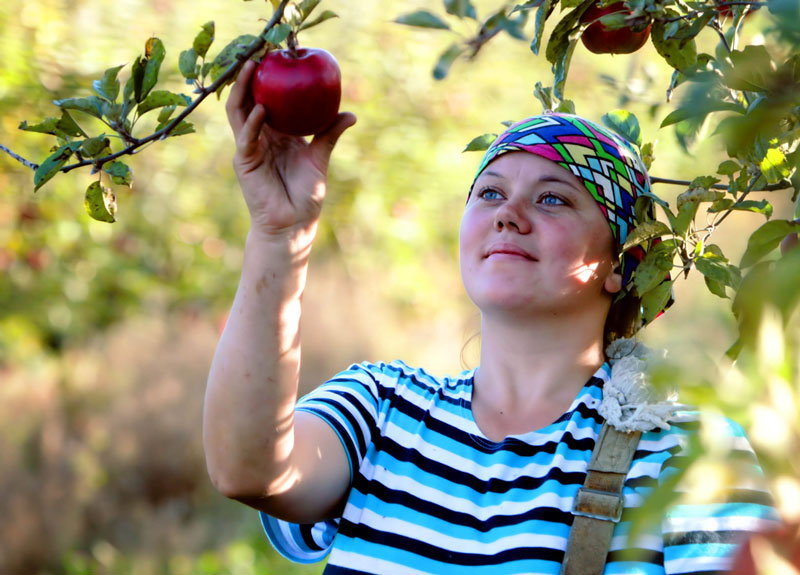 Apple harvesting in the Ostrovets region