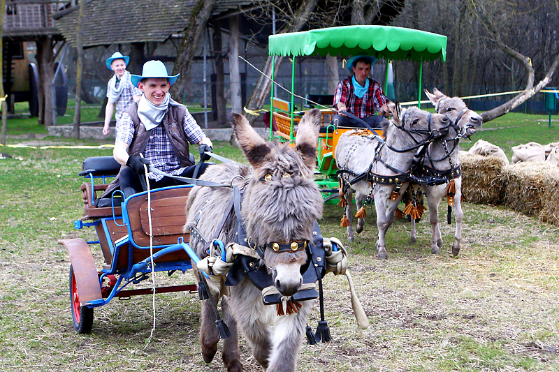Donkey races at the agro-tourism facility 
