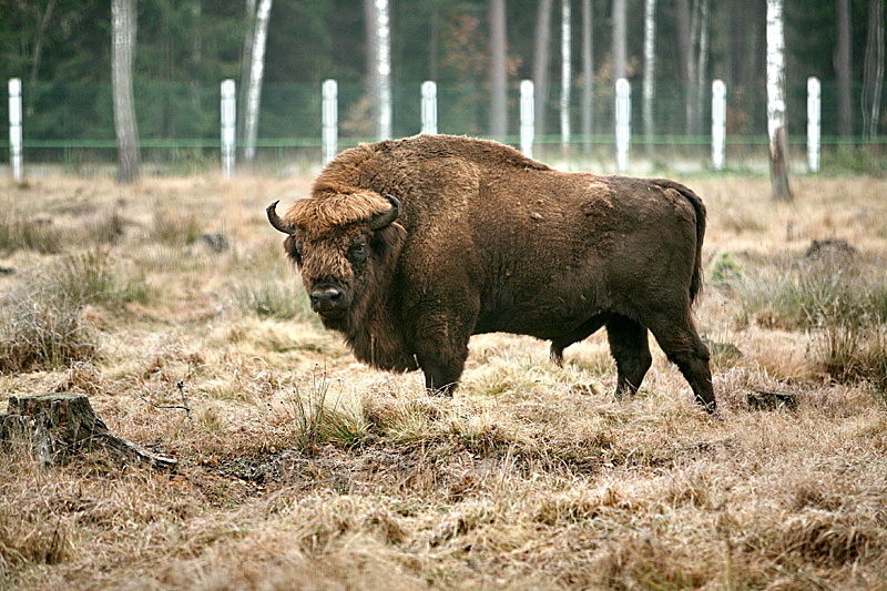 Belovezhskaya Pushcha bison