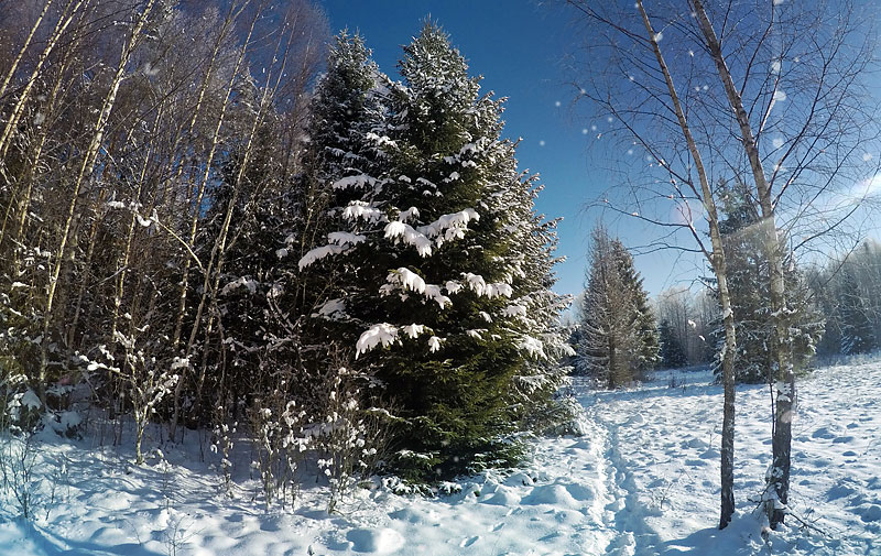 Зимняя красота в Березинском биосферном заповеднике