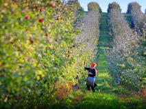 在“奥斯特罗梅切沃”农业生产合作社采摘苹果
