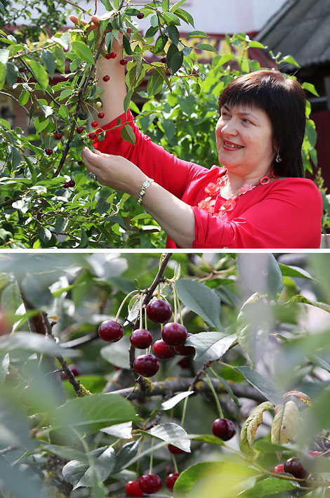 Cherry Festival 2017 in Glubokoye