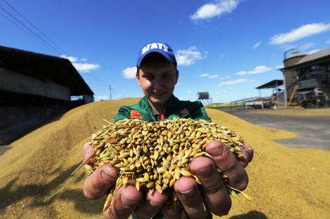 Harvest 2017 in Belarus: 60 best photos from across the country