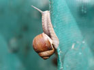 Grapevine snails for export and more: A farm in Belarus is about to gather its first harvest