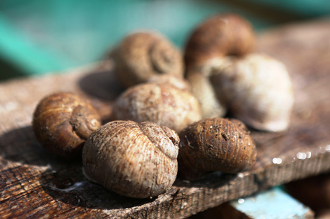Grapevine snails