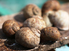 Grapevine snails