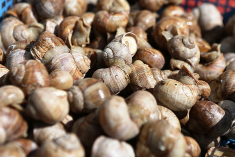 Grapevine snails for export