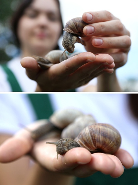 Grapevine snails