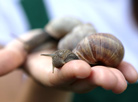 Grapevine snails