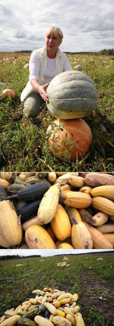 Profitable business: Growing squash and pumpkins