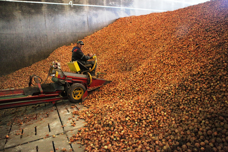 Onion harvesting 