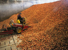 Onion harvesting 