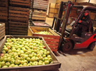 Vegetable warehouses of OAO Kombinat Vostok, Gomel District