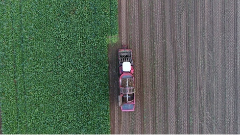 Autumn harvest 2017 in Belarus: Colorful photos from Belarusian fields