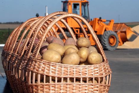 A good year for potatoes: the yield is 15% higher.