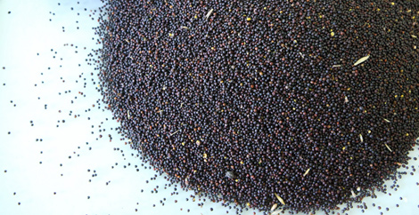 Colza – a competitor to olive oil  