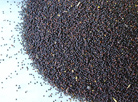 Colza – a competitor to olive oil  