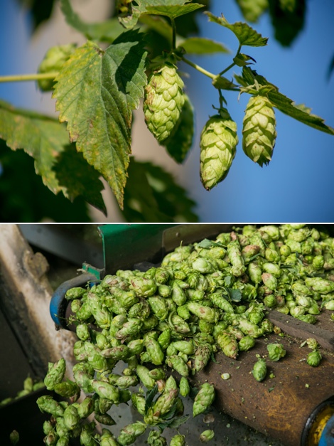 A collection of ten varieties at Belarus’ only hop farm