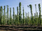 Hop fields in Malorita District