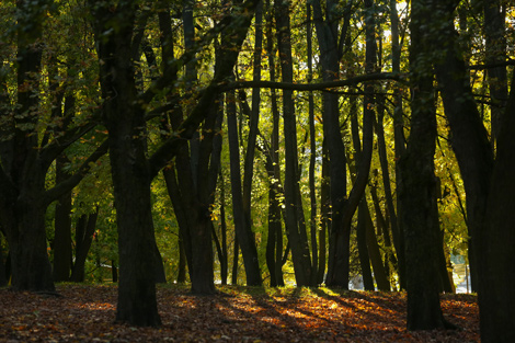 Minsk Autumn