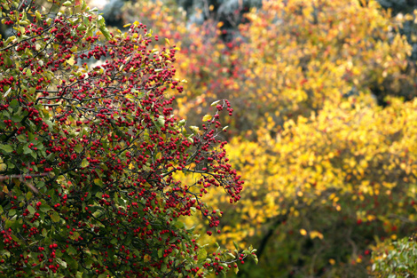 Minsk Autumn