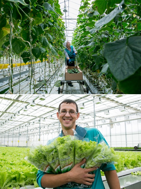 Greenhouse harvest