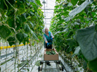 Greenhouse harvest